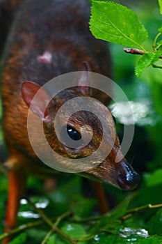 Lesser Mouse-deer or Kanchil (Tragulus kanchil)