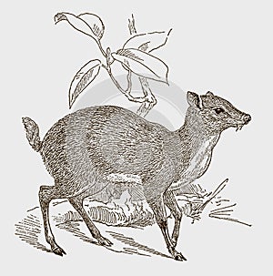 Lesser mouse-deer or kanchil tragulus kanchil in side view