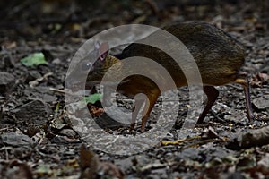 Lesser Mouse-deer or Lesser Oriental Chevrotain