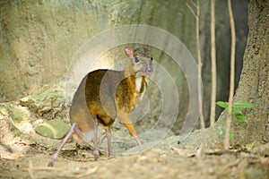 Lesser Mouse-deer looks like a deer