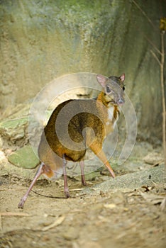 Lesser Mouse-deer looks like a deer