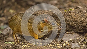 Lesser Mouse Deer In Rainforest