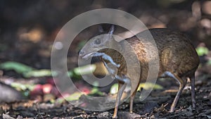 Lesser Mouse Deer In Rainforest