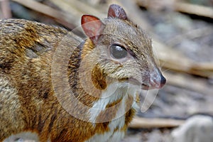 Lesser mouse-deer Tragulus kanchil
