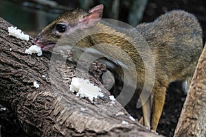 Lesser Mouse-Deer (Tragulus kanchil)