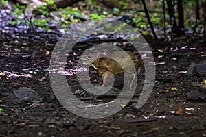 Lesser mouse-deer Tragulus kanchil walking in real nature at Kengkracharn National Park,Thailand