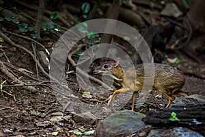 Lesser mouse-deer Tragulus kanchil walking in real nature at Khao Yai National Park