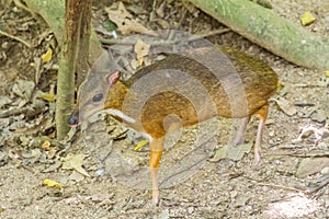Lesser mouse deer