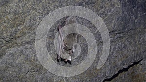 Lesser mouse-eared bat in cave