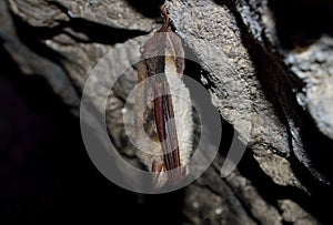 Lesser mouse-eared bat (Myotis blythii)