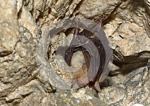 Lesser mouse-eared bat (Myotis blythii)