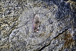 Lesser mouse-eared bat Myotis blythii in an artificial cave