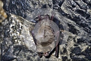 Lesser mouse-eared bat Myotis blythii in an artificial cave