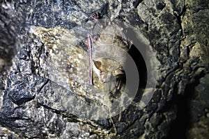 Lesser mouse-eared bat Myotis blythii in an artificial cave