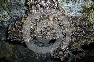 Lesser mouse-eared bat Myotis blythii in cave