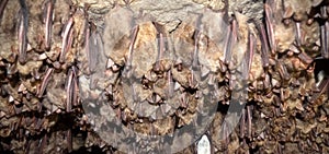 Lesser mouse-eared bat Myotis blythii in cave