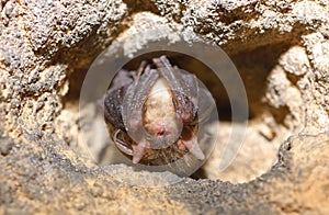 Lesser mouse-eared bat (Myotis blythii)