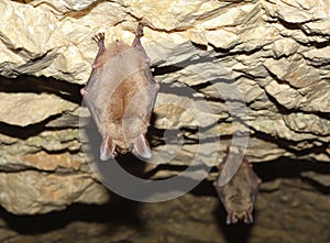 Lesser mouse-eared bat (Myotis myotis)