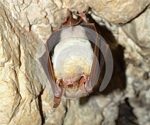 Lesser mouse-eared bat (Myotis myotis)