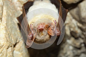 Lesser mouse-eared bat (Myotis myotis)