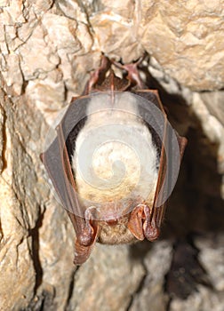 Lesser mouse-eared bat Myotis myotis