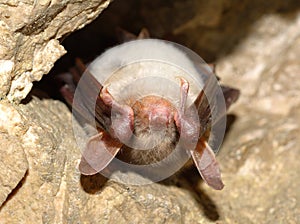 Lesser mouse-eared bat Myotis myotis