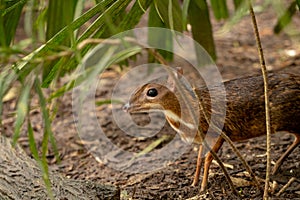 Lesser mousedeer, or mouse-deer, Tragulus kanchil standing in bushes