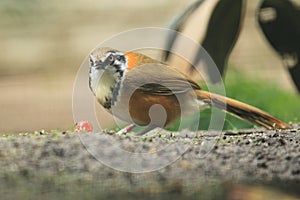 Lesser necklaced laughingthrush