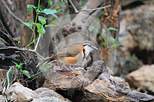 Lesser Necklaced Laughingthrush