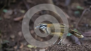 Lesser Necklaced Laughingthrush Feeding On Soil