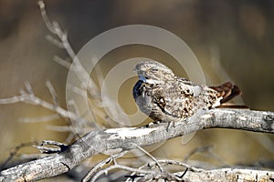 Lesser Nighthawk in Arizona morning sunshine