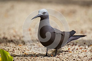 Lesser Noddy Anous tenuirostris