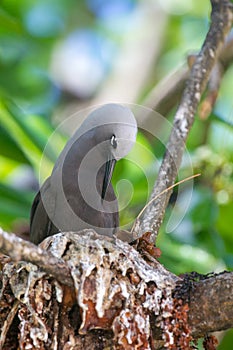 Lesser Noddy Anous tenuirostris photo