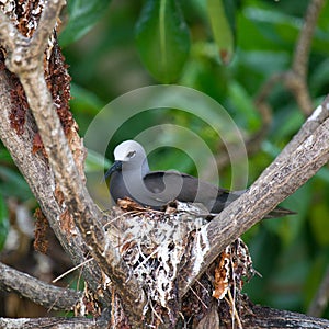 Lesser Noddy Anous tenuirostris photo