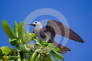 Lesser Noddy Anous tenuirostris photo