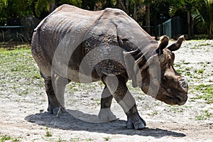 Lesser one-horned rhinoceros also known as a Javan rhinoceros photo