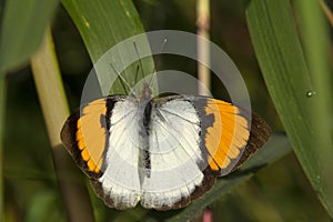Lesser Orange Tip Butterfly, Ixias marianne photo