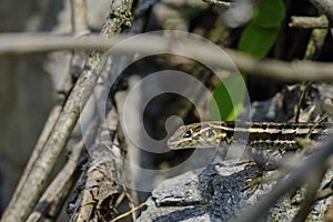 Lesser Ornate Whorltail Iguana (Stenocercus ornatissimus photo