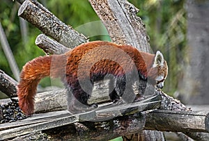 Lesser panda 11