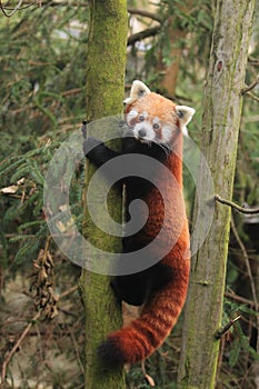 Lesser panda