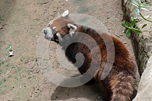 Lesser panda-Ailurus fulgens