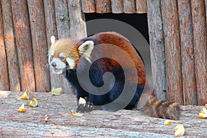 Lesser panda is in front of its zoo nest