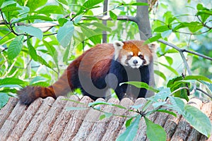 Lesser panda standing on a wooden roof photo