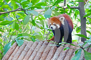 Lesser panda standing on a wooden roof photo