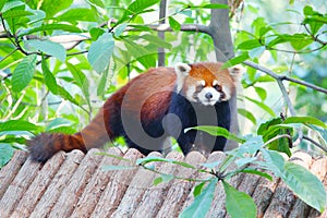 Lesser panda standing on a wooden roof