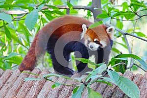 Lesser panda standing on a wooden roof