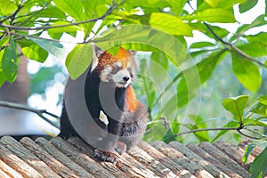 Lesser panda standing on a wooden roof photo
