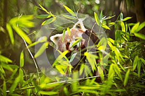 Lesser panda