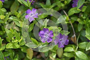 Lesser Periwinkle Atropurpurea