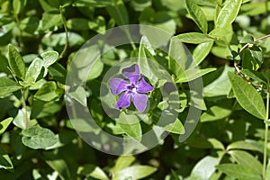 Lesser Periwinkle Atropurpurea